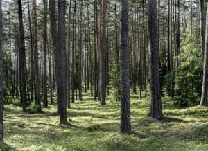 parduodu miska