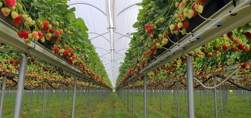 „Evernord“ išplatino 4 mln. eurų braškių perdirbėjos „Dehidra“ obligacijas
