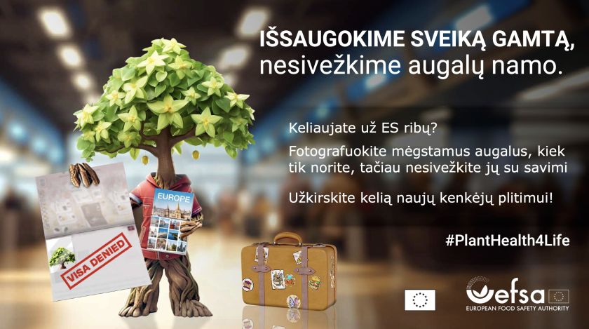 Ūkininkų siaubas – bulvių ligos: kas gali sunaikinti ištisą derlių