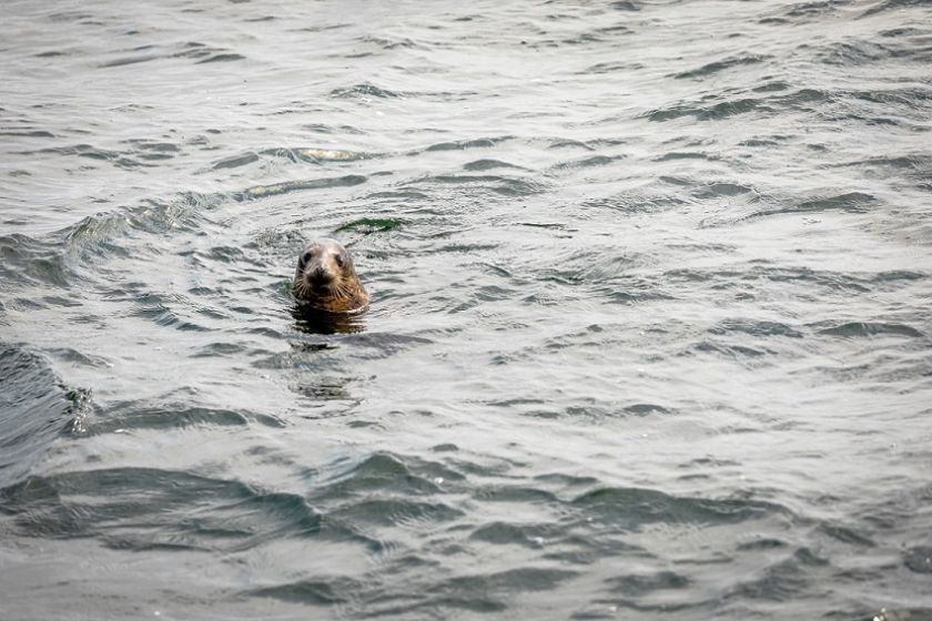 
Išrinkite vardus Lietuvos jūrų muziejuje gydomiems ruoniukams: autorių laukia specialūs prizai                