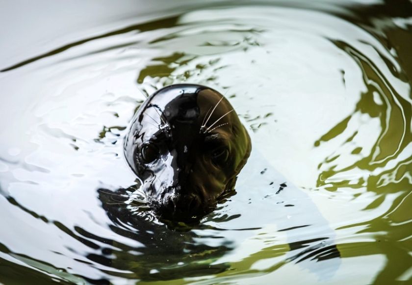 
Išrinkite vardus Lietuvos jūrų muziejuje gydomiems ruoniukams: autorių laukia specialūs prizai                