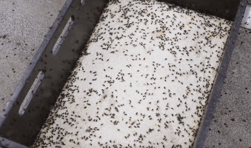 „Energesman“ pradėjo bandymus su musių lervomis – jau maitina jas vilniečių maisto atliekomis