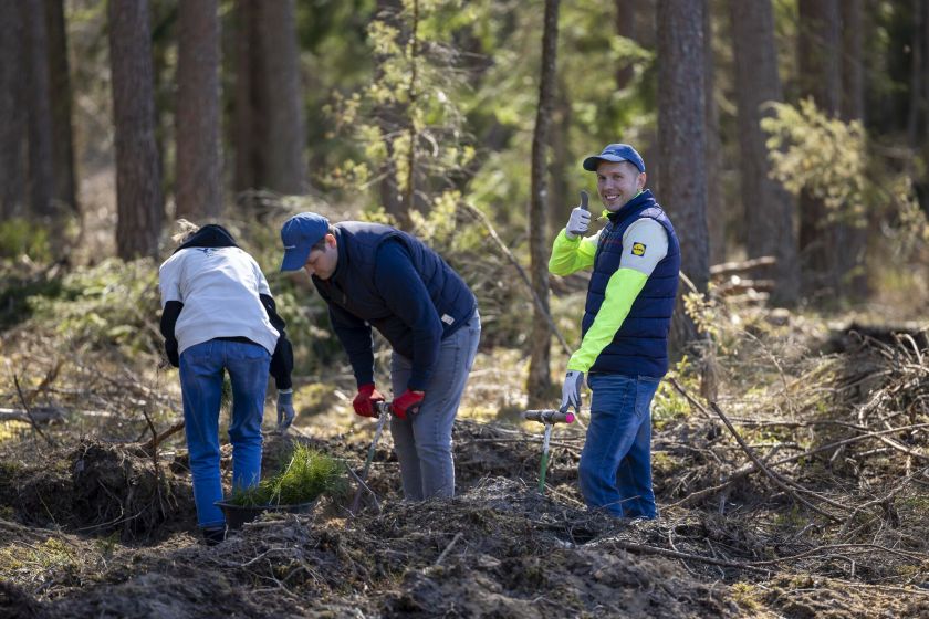 „Lidl Lietuva“ komandos indėlis į Nacionalinį miškasodį: pasodino 15 tūkst. medžių