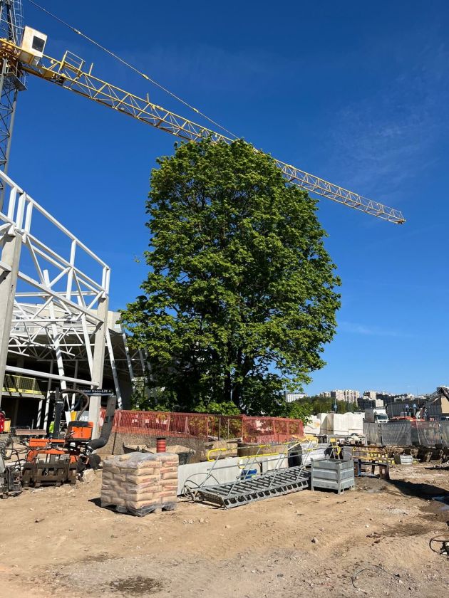 Ukmergės gatvės klevo istorija – statybos derinamos prie medžio, o ne atvirkščiai